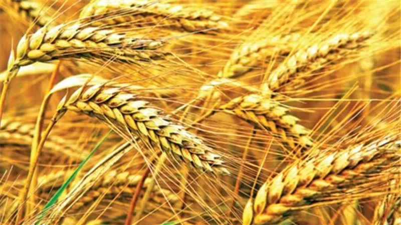 السلع التموينية تطرح مناقصة لاستيراد القمح للشحن بين 5و15 يناير المقبل