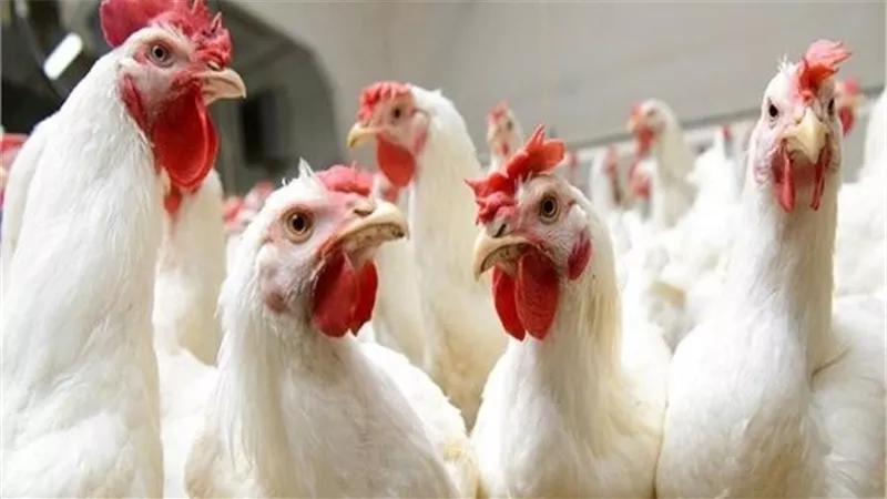 أسعار الدواجن في مصر اليوم السبت 16 نوفمبر 2019