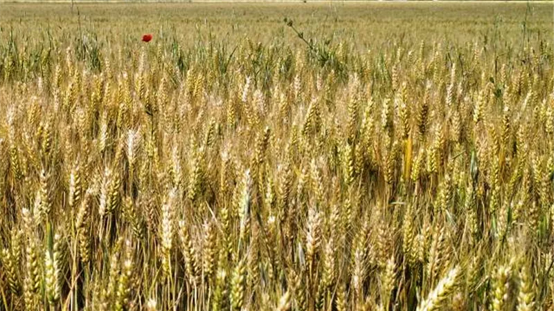التقلبات الجوية تضيف ساعة زيادة لرى ٢٥٠ ألف فدان قمح بالوادى الجديد