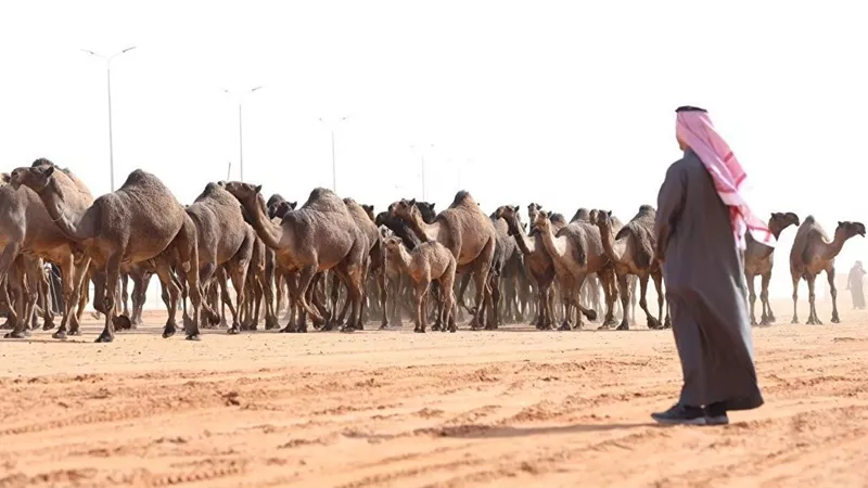 بالفيديو ..إبل تشق البحر في السعودية