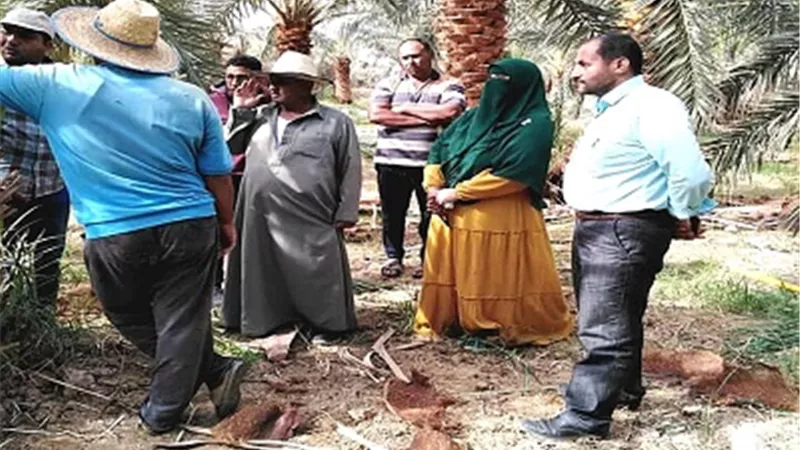 ندوات إرشادية حول طرق مكافحة سوسىة النخيل بقري الوادى الجديد