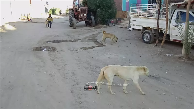 عشرات الكلاب الضالة تثير ذعر أهالى قرية كبيرة بالوادى الجديد .. صور
