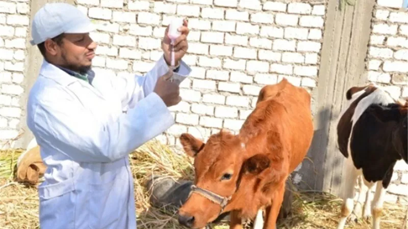 70 طبيب يحصنون 120 الف رأس ماشية ضد الحمى بالوادى الجديد