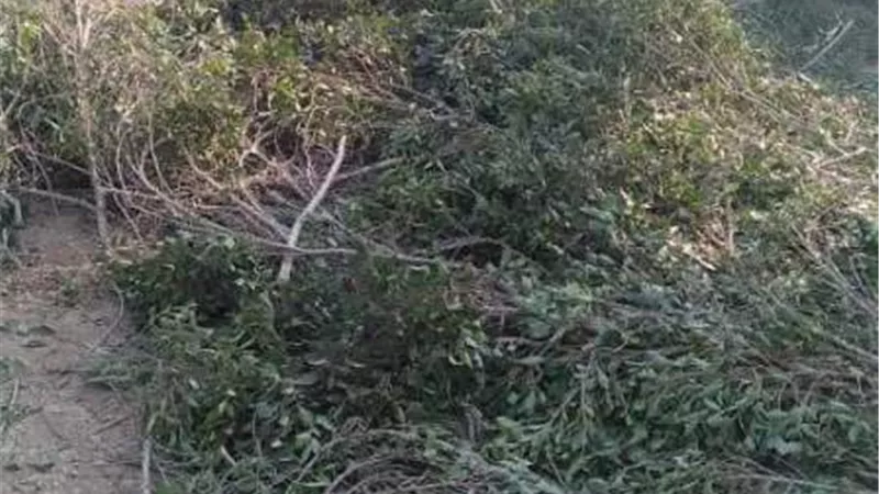 منع قطع الأشجار على طريق الاحرار ومصادرة خلاطة بناء في الزقازيق ..صور