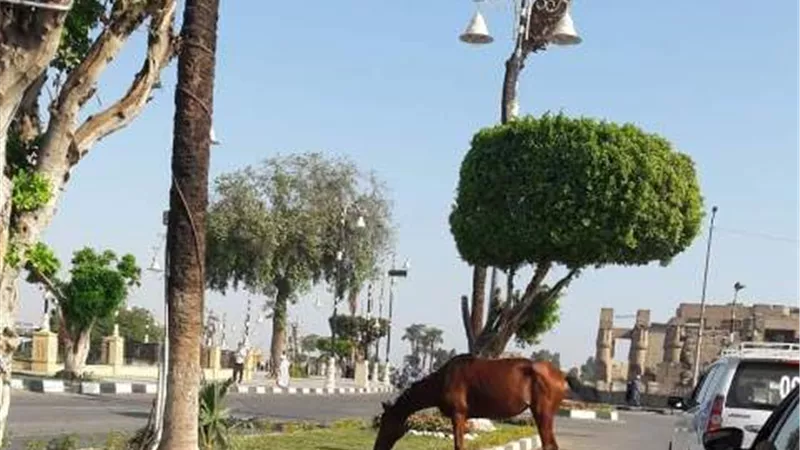 حصان الكورنيش يسبب غضب الأقصريين