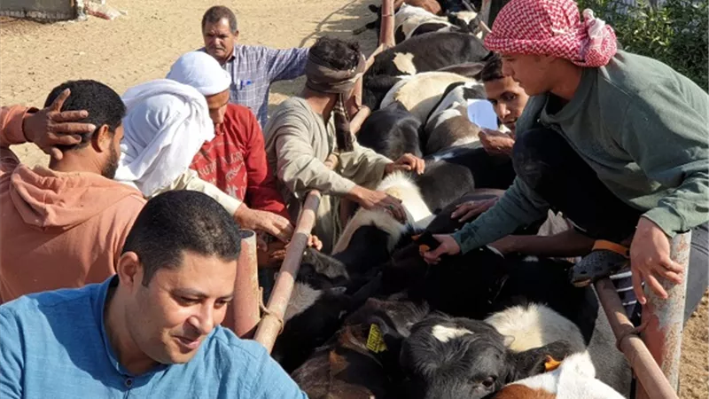 مديرية الطب البيطري بالبحيرة تحصين 38 ألف و749 رأس ماشية وتسجيل وترقيم 128 ألف و717 رأس