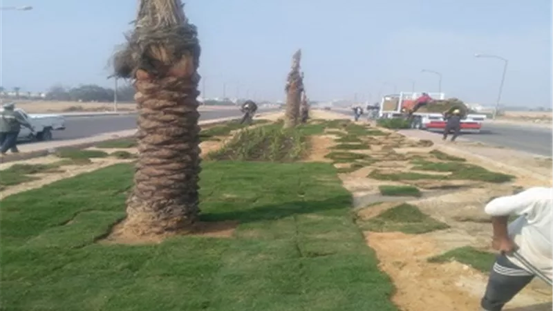 رئيس الجهاز: بدء زراعة وتشجير المدخل الثالث بمدينة العاشر من رمضان