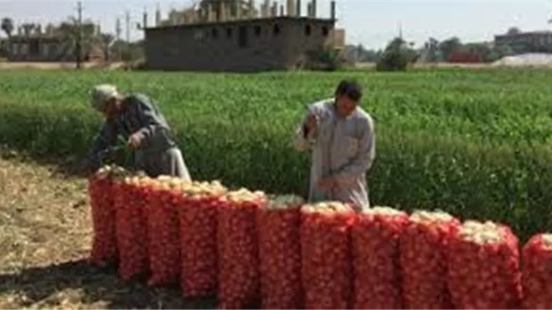 ارتفاع صادرات البصل والثوم الى 582 ألف طن بعد تطبيق الاشتراطات الجديدة