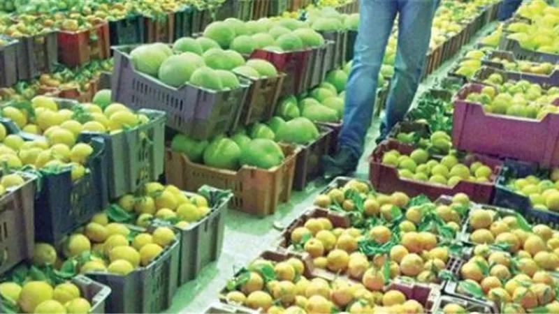 ارتفاع صادرات مصر الزراعية لـ أكثر من 5 مليون طن