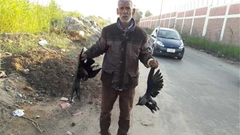 زراعة الإسماعيلية تطلق حملة مكبرة لمكافحة الغربان..صور