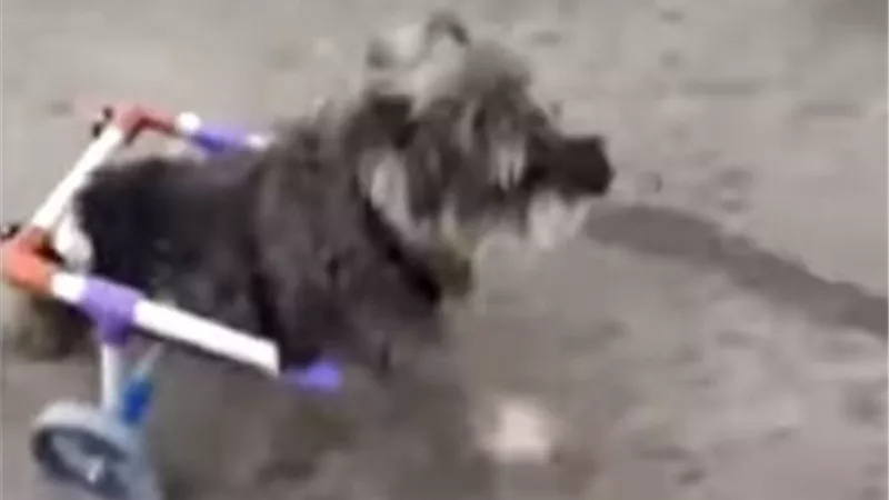 آخر صيحة .. اطراف صناعية للحيوانات ضحايا حوادث الطرق .. فيديو