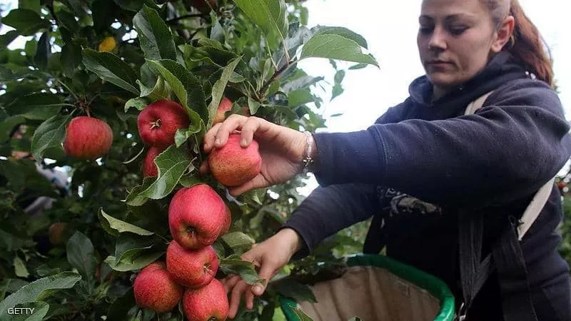دقيق التفاح .. سر الرشاقة وخفض الكوليسترول
