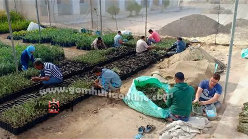 التنمية المستدامة يجهز 50 ألف شتلة زيتون لتوزيعها على المواطنين العام القادم بمطروح