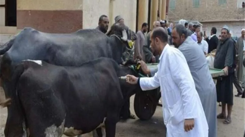 رئيس الهيئة العامة للخدمات البيطرية.تحصين أكثر من مليون رأس ماشية ضد مرض الحمي القلاعية
