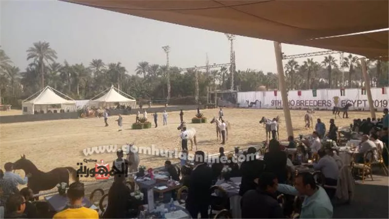 انطلاق بطولة منظمة الجواد العربي في دورتها التاسعة لمربي الخيول العربية الاصيلة.. فيديو