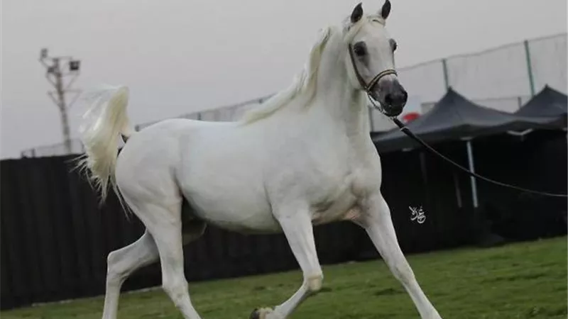مالك مزرعة الجابري: بطولة منظمة الجواد العربي تبرز نتاج وجهد كل المربين بمصر