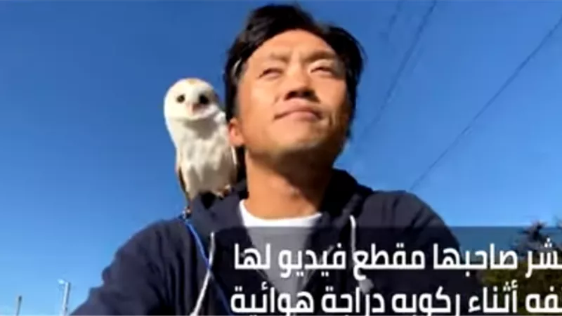 بومه يابانية حديث السوشيال ميديا لهذا السبب