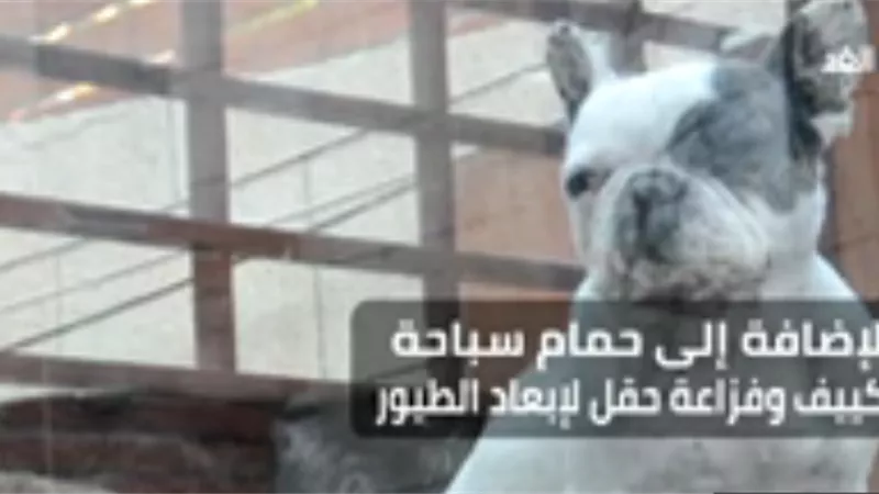 قصر فاخر للحيوانات الأليفة بتكلفة 5 آلاف دولار..فيديو