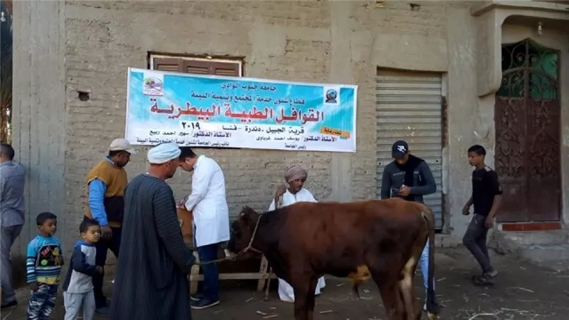 قوافل جامعة حنوب الوادي تحصن 2026 رأس ماشية في قنا