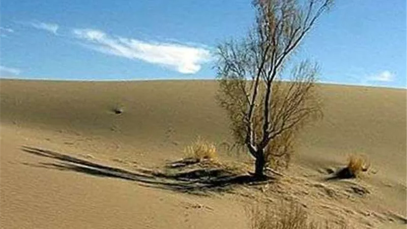 العثور على نبات في الصحراء يتغذى على الضباب