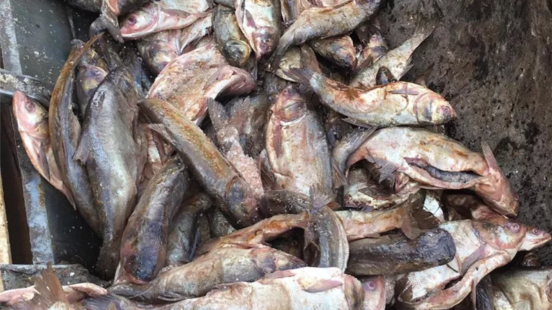 صور : ضبط 16 طن أسماك غير صالحة للاستهلاك الآدمي برشيد و ٨٢٠٠ لتر سولار مهرب بادكو