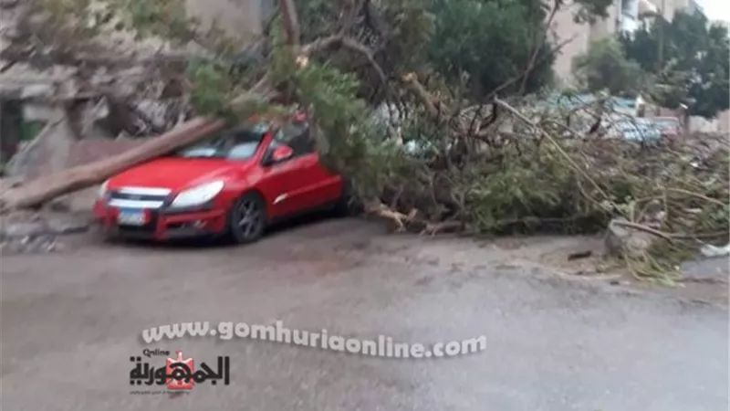 الطقس السيئ: الأشجار وأبراج الحمام تحطم السيارات في الإسماعيلية .. صور