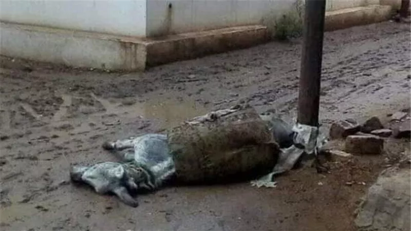 فلاح دراجيل بالشهداء يحرر محضرا ضد الكهرباء لصعقها حماره