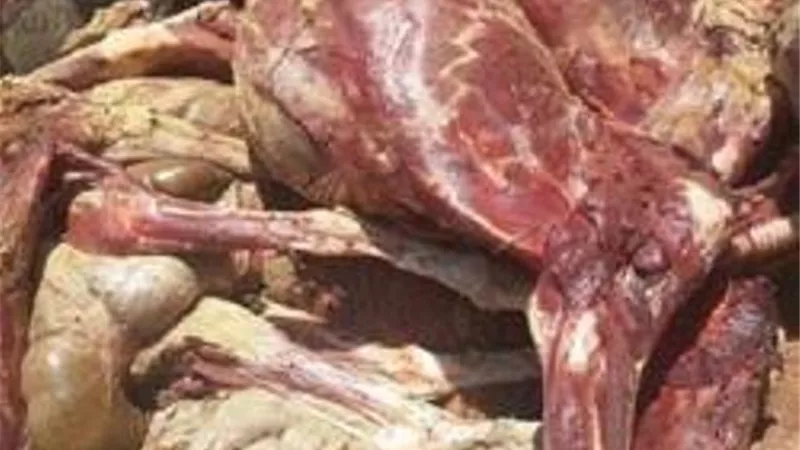 التموين تنفى بيع لحوم منتهية الصلاحية فى المجمعات الاستهلاكية
