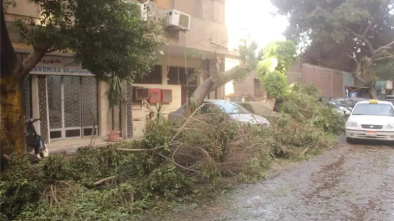محافظة الجيزة ترفع 65 شجرة سقطت بالأحياء والمراكز اثر سقوط الامطار