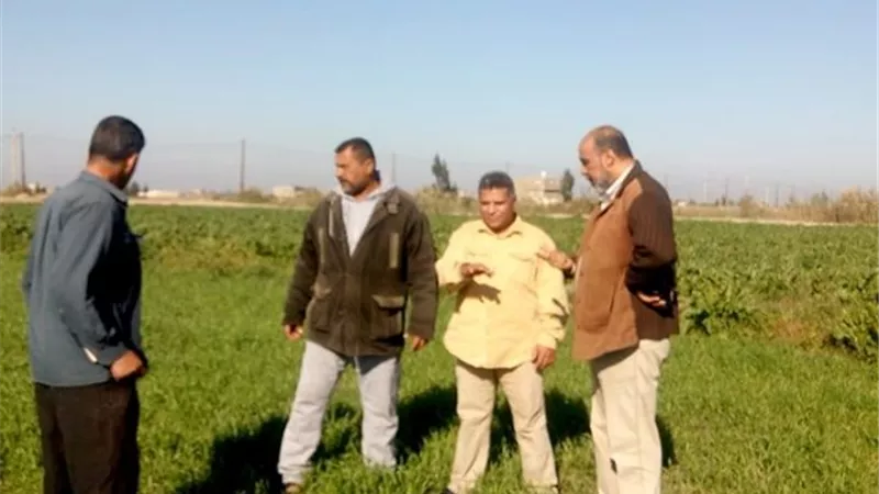 الزراعة تتابع انتاجية قمح الإسماعيلية في الحقول الإرشادية ..صور