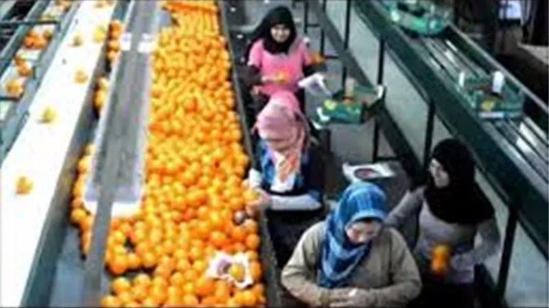 ارتفاع صادرات الخضر والفاكهة إلى 5 ملايين و235 ألف طن لأول مرة