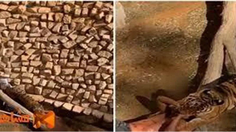 نمر ينهش سودانيا في حديقة الملز للحيوانات (فيديو وصور)