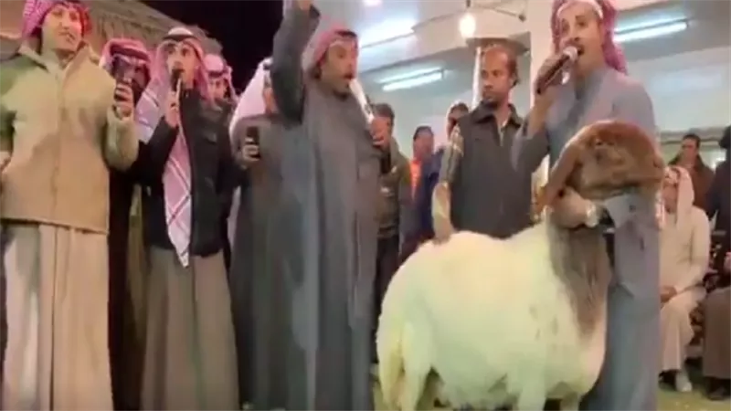 ثمنها يعادل ثروة.. بيع نعجة بـ 32 الف دولار فى مزاد
