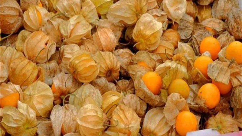 يصيبك بالإسهال.. أضرار لا تعرفها عن الحرنكش