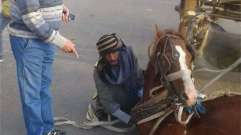 سحب 120 رخصة بعد إنقلاب عربة حنطور تحمل سائحين بادفو