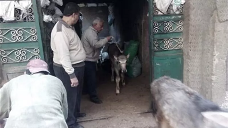بالشمع الأحمر..إغلاق حظيرتى ماشيه بشبرا الخيمة