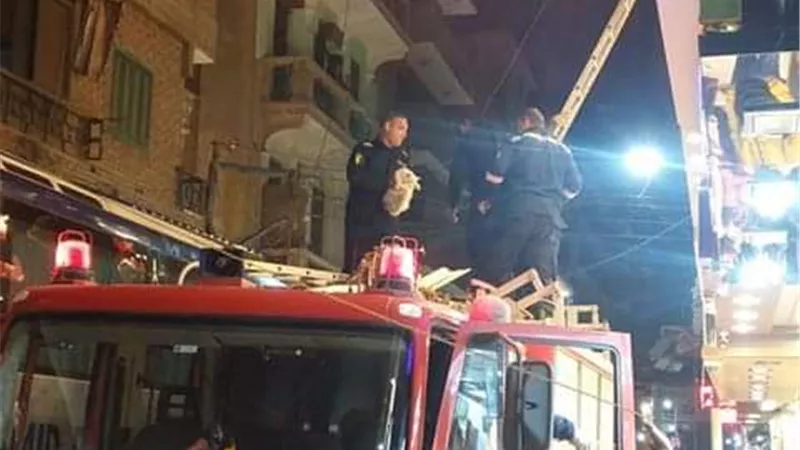 الحماية المدنية بالغربية تنقذ حياة قطة فجرا بطنطا