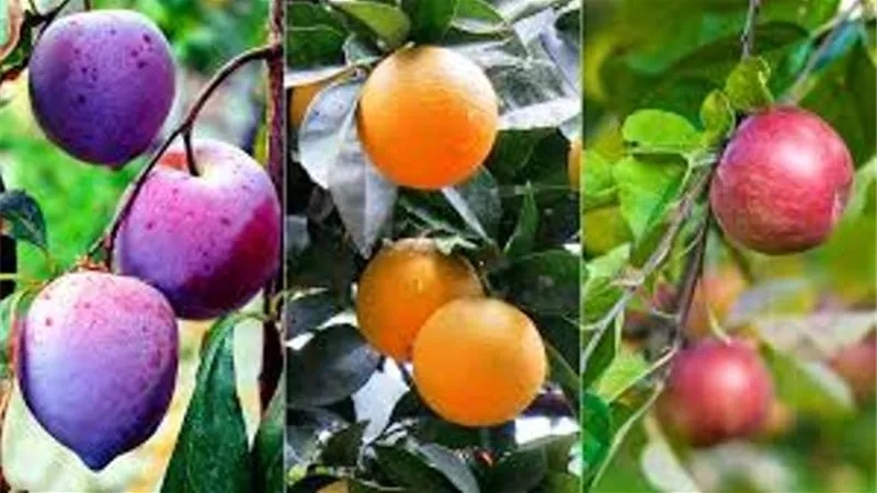 تعرف على اكثر الاطعمة مساهمة فى علاج اضطراب الجهاز الهضمى