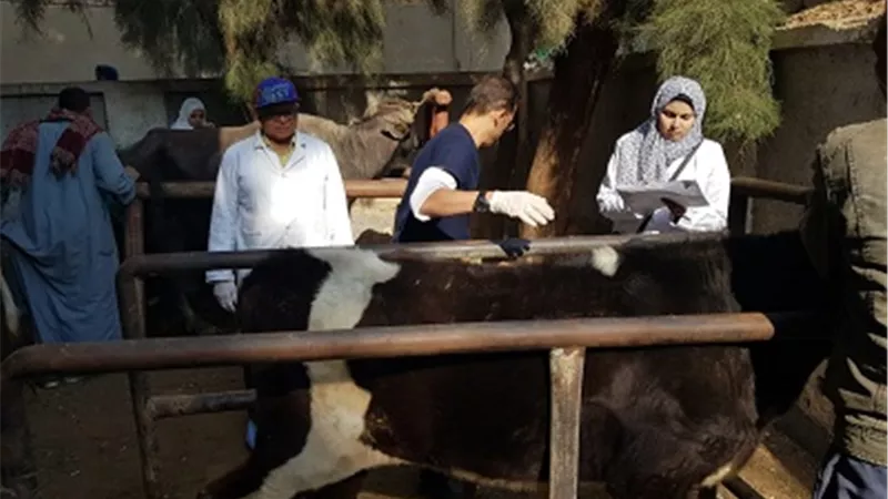 الزراعة تنظم قافلة بيطرية مجانية لمحافظة المنيا
