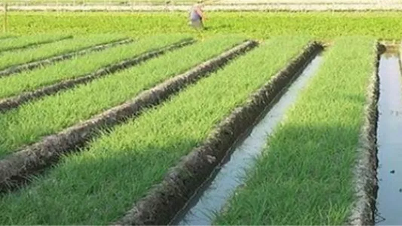 الزراعة توضح حقيقة حظر زراعة الأرز