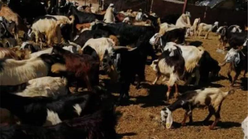 نفوق ٧٢ رأس غنم بالوادى الجديد بسبب التسمم .. صور