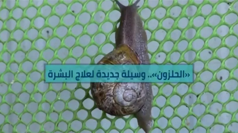بالفيديو..الحلزون.. وسيلة جديدة لعلاج البشرة