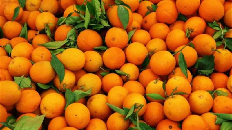 البرتقال المصري يحتل المركز الاول في الاسواق الصينية