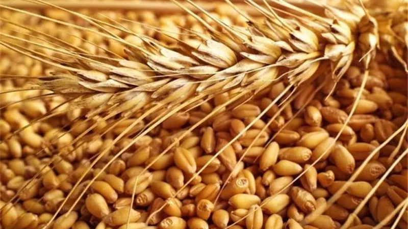 الجزائر تشترى 400 ألف طن من قمح الطحين خلال مناقصة عالمية