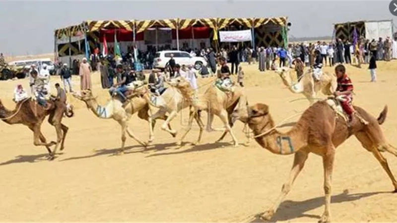 بدء سباق الهجن بالشرقية أول مارس القادم
