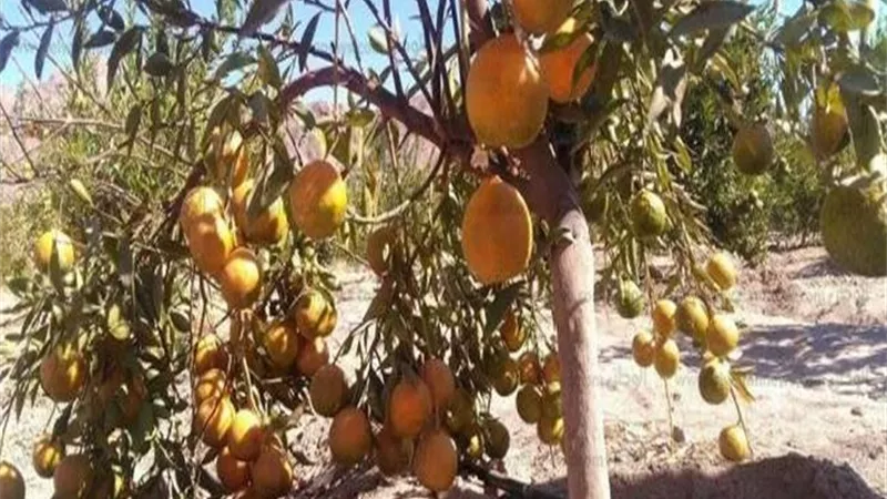 تصدير 15 ألف طن موالح تؤهل مصر لإزاحة أسبانيا من المركز الأول عالمياً