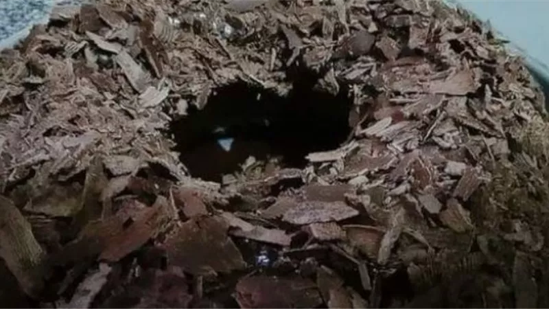شاتوه بصوص الشيكولاته