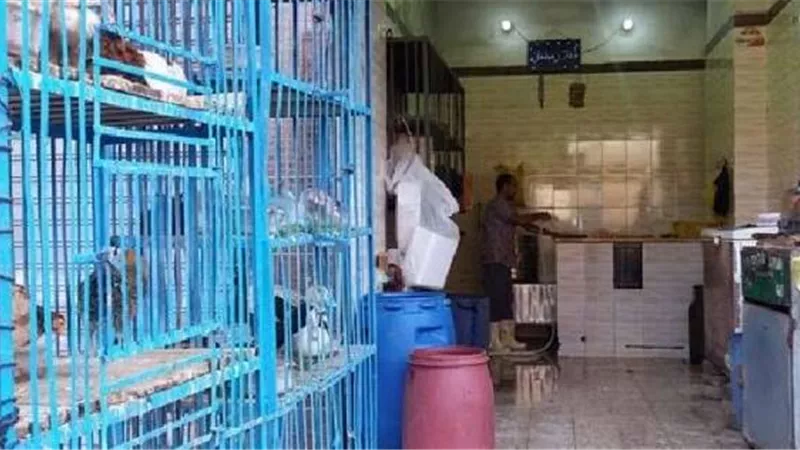 محل فراخ سبب صرخة أهالى بفاقوس