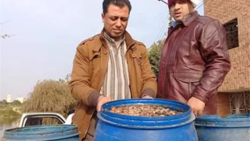 بالصور.. ضبط كميات من المخللات المتعفنة بالإسماعيلية