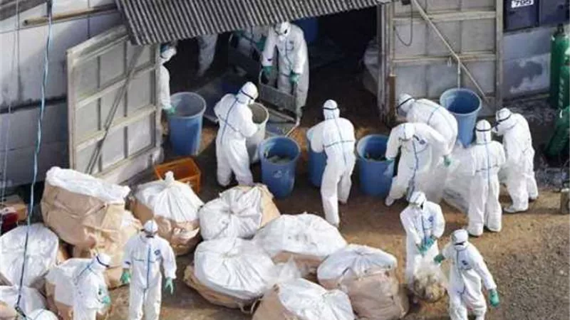 إعدام 550 دجاجة بعد ظهور بؤرة إصابة بانفلونزا الطيور ببنها